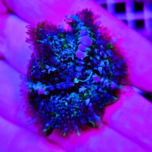 Ricordea deep sea spark - WYSIWYG