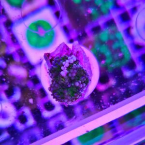 Ricordea florida green white - PREMIUM - WYSIWYG