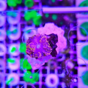 Ricordea yuma orange clear