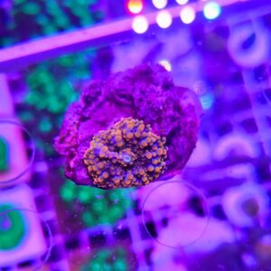 Ricordea yuma orange - PREMIUM