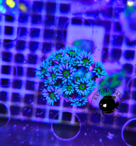 Goniopora sky blue - small