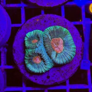 Favia sp. "turtle", frag medium - ALLEVATE DA NOI