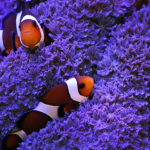 Sarcothelia edmondsoni