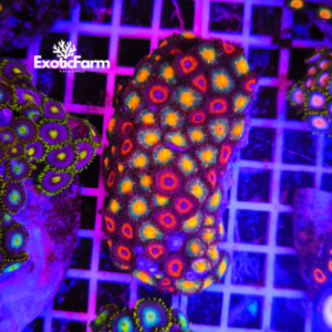 ### Colore e varietà Lo **Zoanthus Combo Gorilla Nipples + Pheasant Eye** è una combinazione particolare che unisce due varietà molto diverse tra loro, creando un contrasto cromatico davvero originale all'interno della stessa colonia. La varietà **Gorilla Nipples** si distingue per il suo centro del polipo di colore dorato, circondato da una tonalità verde militare intensa che ricopre tutta la parte esterna. Questo contrasto dona al polipo un aspetto elegante e deciso, con colori profondi che risaltano soprattutto sotto una buona illuminazione. La varietà **Pheasant Eye** presenta invece una colorazione completamente differente. Il centro del polipo è più scuro, mentre la parte esterna è caratterizzata da un rosso acceso e molto brillante. A completare il suo aspetto troviamo ciglia medio-lunghe che donano maggiore movimento e rendono il polipo ancora più appariscente. La crescita combinata di queste due varietà crea un effetto molto particolare. Infatti, il verde militare e il dorato della Gorilla Nipples si alternano con il rosso intenso della Pheasant Eye, formando una colonia ricca di contrasti e molto scenografica all'interno del reef.