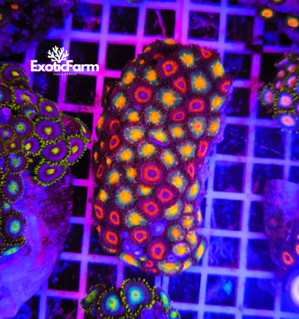 ### Colore e varietà Lo **Zoanthus Combo Gorilla Nipples + Pheasant Eye** è una combinazione particolare che unisce due varietà molto diverse tra loro, creando un contrasto cromatico davvero originale all'interno della stessa colonia. La varietà **Gorilla Nipples** si distingue per il suo centro del polipo di colore dorato, circondato da una tonalità verde militare intensa che ricopre tutta la parte esterna. Questo contrasto dona al polipo un aspetto elegante e deciso, con colori profondi che risaltano soprattutto sotto una buona illuminazione. La varietà **Pheasant Eye** presenta invece una colorazione completamente differente. Il centro del polipo è più scuro, mentre la parte esterna è caratterizzata da un rosso acceso e molto brillante. A completare il suo aspetto troviamo ciglia medio-lunghe che donano maggiore movimento e rendono il polipo ancora più appariscente. La crescita combinata di queste due varietà crea un effetto molto particolare. Infatti, il verde militare e il dorato della Gorilla Nipples si alternano con il rosso intenso della Pheasant Eye, formando una colonia ricca di contrasti e molto scenografica all'interno del reef.