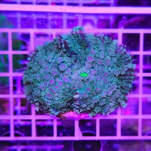 Rhodactis forest enigma XL