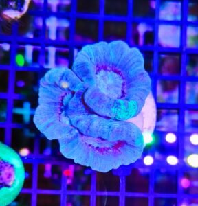 Caulastrea furcata sky blue turtle - 3 calici - WYSIWYG