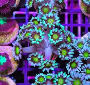 Goniopora green gold - small