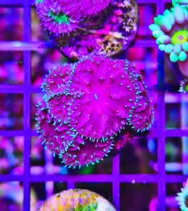 Blastomussa merletti dark sky - 6-7 calici