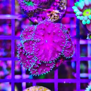 Blastomussa merletti dark sky - 6-7 calici