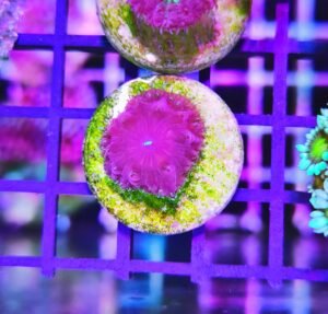 Blastomussa merletti dark sky - 1 calice