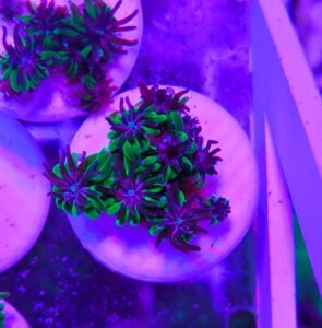 Galaxea fascicularis - green