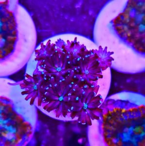 Galaxea fascicularis - purple