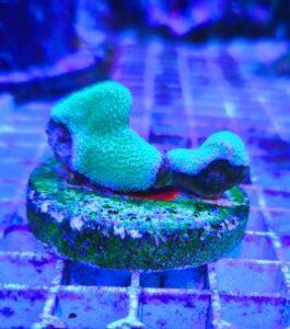 Montipora sp. green - WYSIWYG