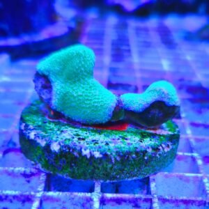 Montipora sp. green - WYSIWYG