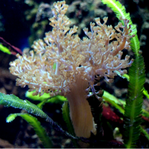 Capnella imbricata - taglia piccola