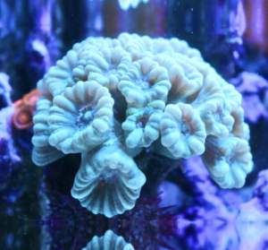 Caulastrea furcata sky blue - 2 calici