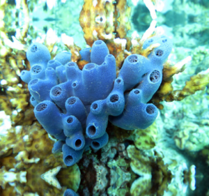 Haliclona sp. blue - Spugna marina - medium