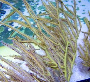 Pterogorgia citrina (gorgonia a nastro giallo)