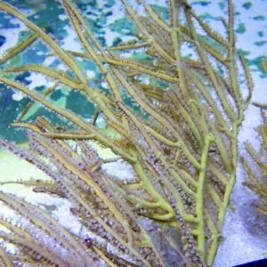 Pterogorgia citrina (gorgonia a nastro giallo)