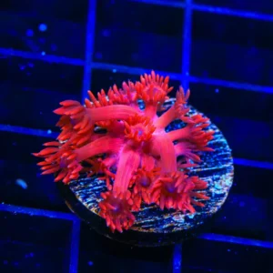 Goniopora ultra red - small