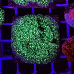 Pavona cactus green - medium - ALLEVATE DA NOI