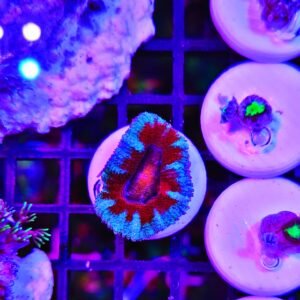 Acanthastrea lordhowensis "fire and ice"- small