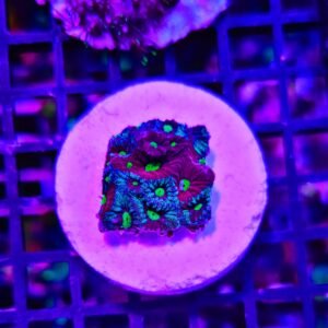 Favites pentagona, "war coral" - medium