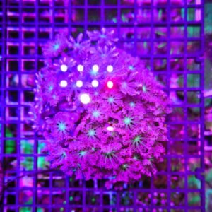 Anthelia papaya "pink cotton candy", taglia grande