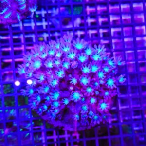 Anthelia papaya "green ufo", taglia grande