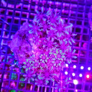 Anthelia papaya "mixture", taglia grande