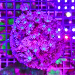 Anthelia papaya "pink cotton candy", taglia medio-grande