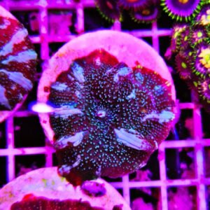 Discosoma "cat whiskers"