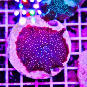 Discosoma "bloody sky"