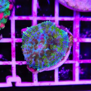 Rhodactis green toad