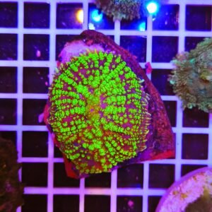 Rhodactis green bouncy