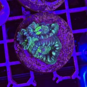 Goniastrea toxic green