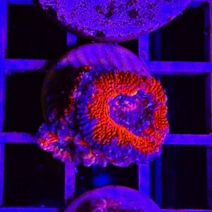 Acanthastrea lordhowensis - small