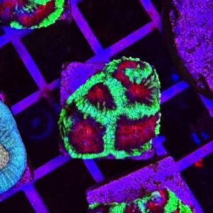 Favia sp. "devil eyes" - small - ALLEVATE DA NOI