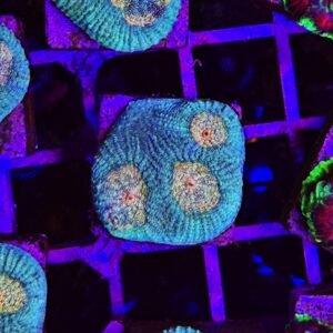 Favia sp. "yellow eyes" - small - ALLEVATE DA NOI