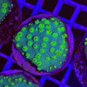 Echinopora lamellosa “hollywood stunner” - large