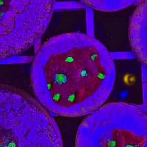 Favites pentagona, red - small