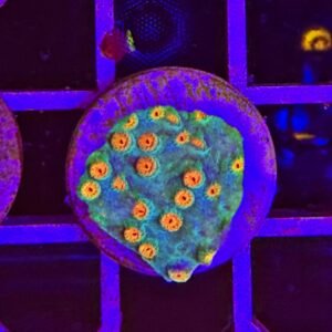 Cyphastrea “electric canopy” - small