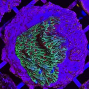 Montipora sp. “chili pepper”