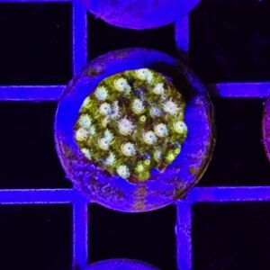 Cyphastrea “banana” - small