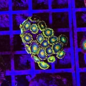 Zoanthus lemon gorilla - small, GRADO A  WYSIWYG