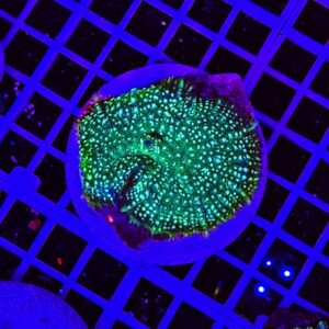 Rhodactis Frosted Jade Shroom