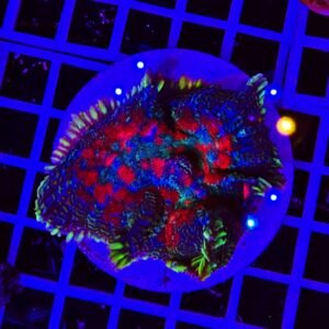 Rhodactis Ruby Spark Forest