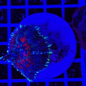 Rhodactis Ruby Whisper Forest