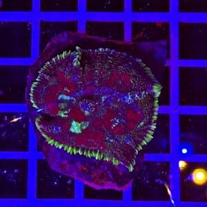 Rhodactis Ruby Shade Fores